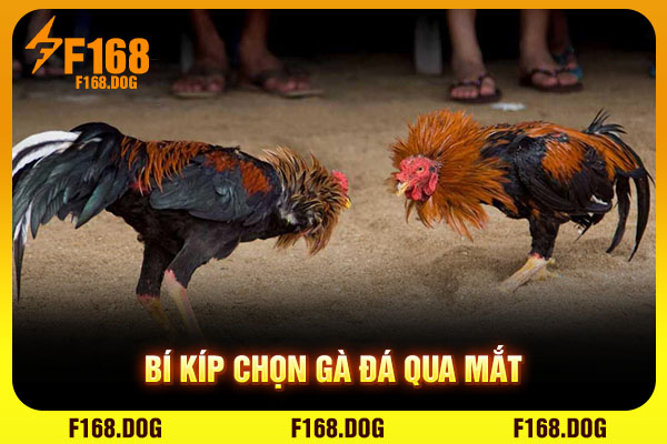 Bí kíp chọn gà đá qua mắt Bí kíp chọn gà đá qua mắt